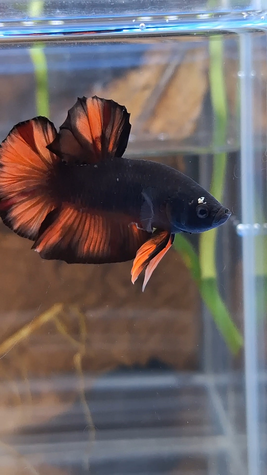 Avatar Nemo Copper Gold Black Variation Plakat HMPK Betta Fish Male
