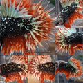 Luxury Halfmoon Gold Copper Avatar Sparkling Galaxy Nebula Premium Betta Fish Male