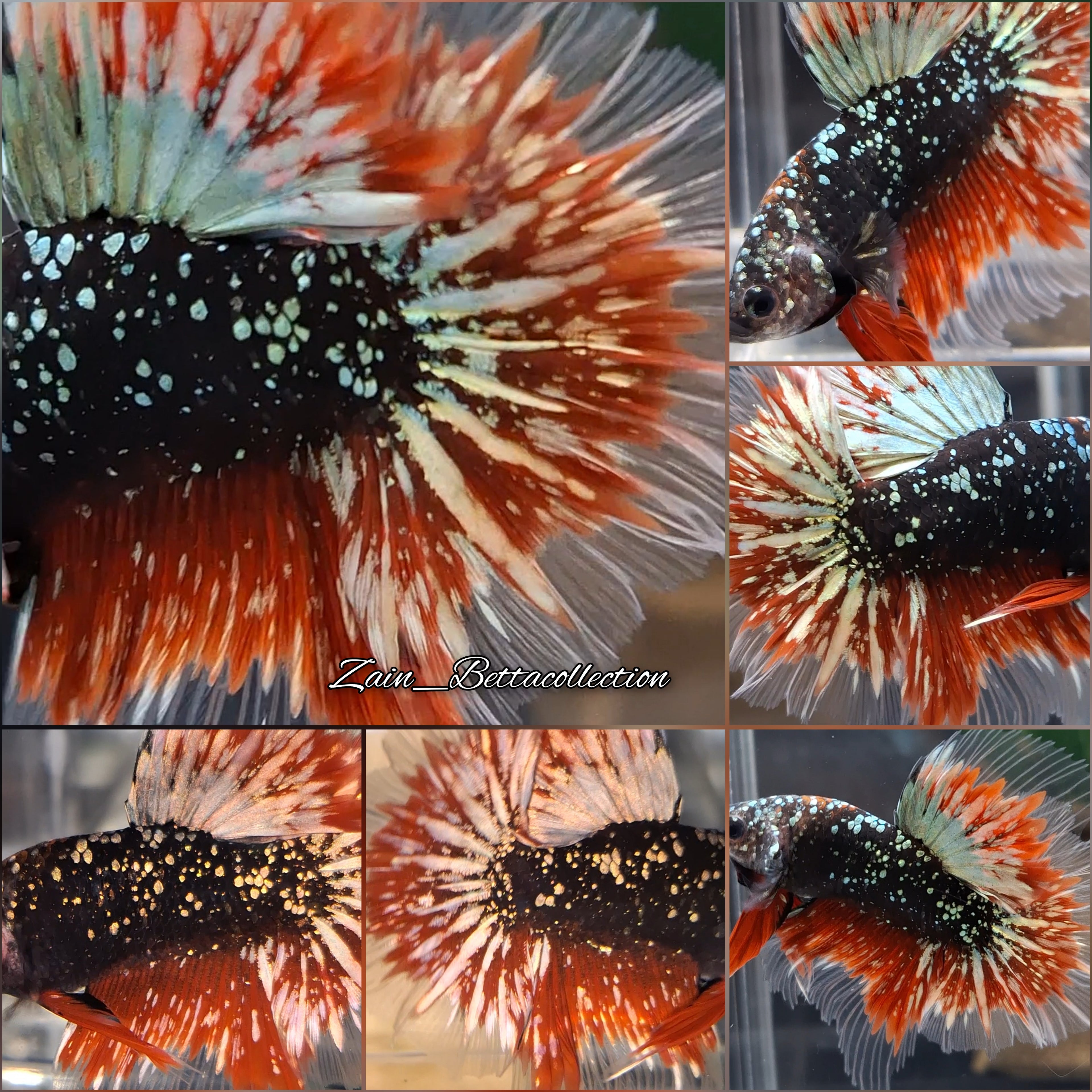 Luxury Halfmoon Gold Copper Avatar Sparkling Galaxy Nebula Premium Betta Fish Male