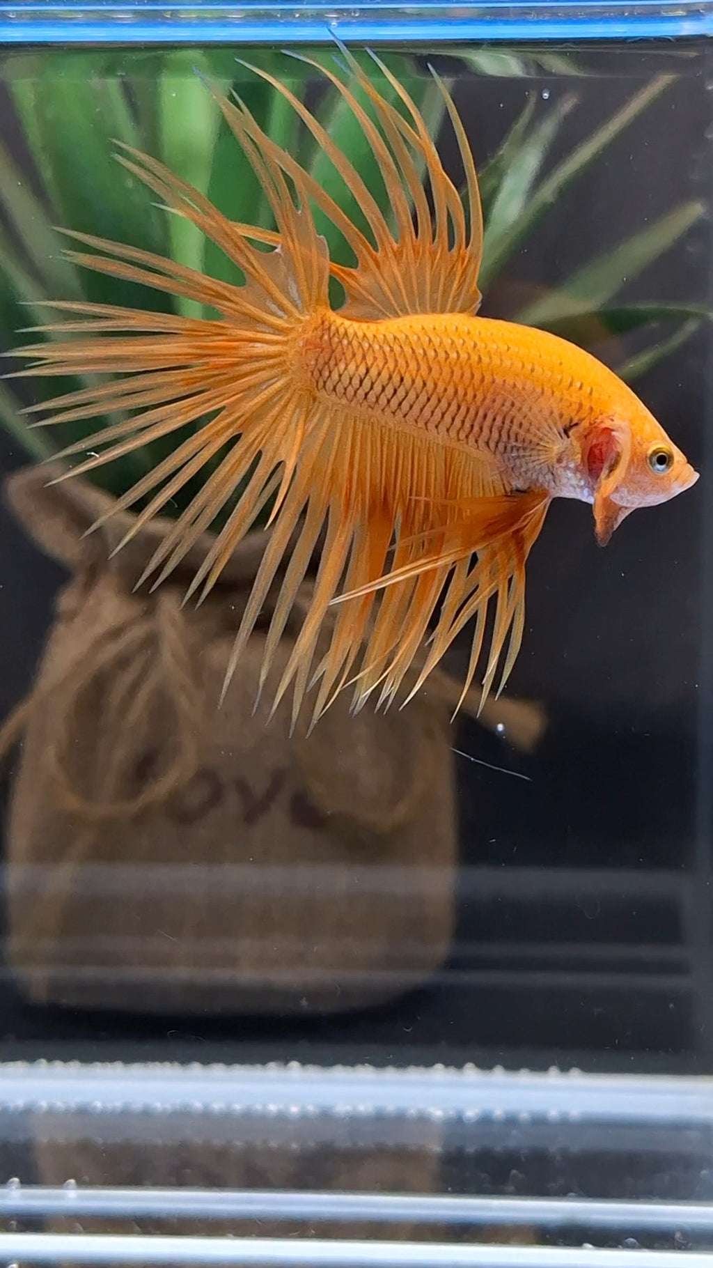Crowntail Orange Pineapple Betta Fish Male