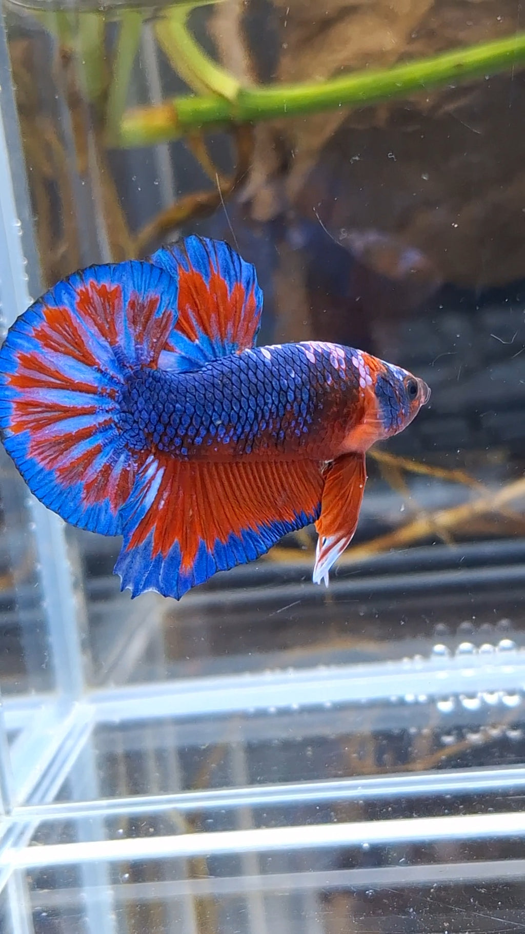 Blue Purple Fancy White Scale Plakat HMPK Betta Fish Male