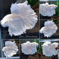 OHM Halfmoon Rosetail White Platimum Betta Fish Male