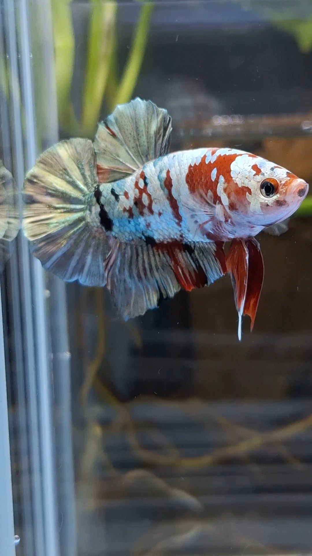 Red Koi Copper Gold Iron Man Plakat HMPK Betta Fish Male