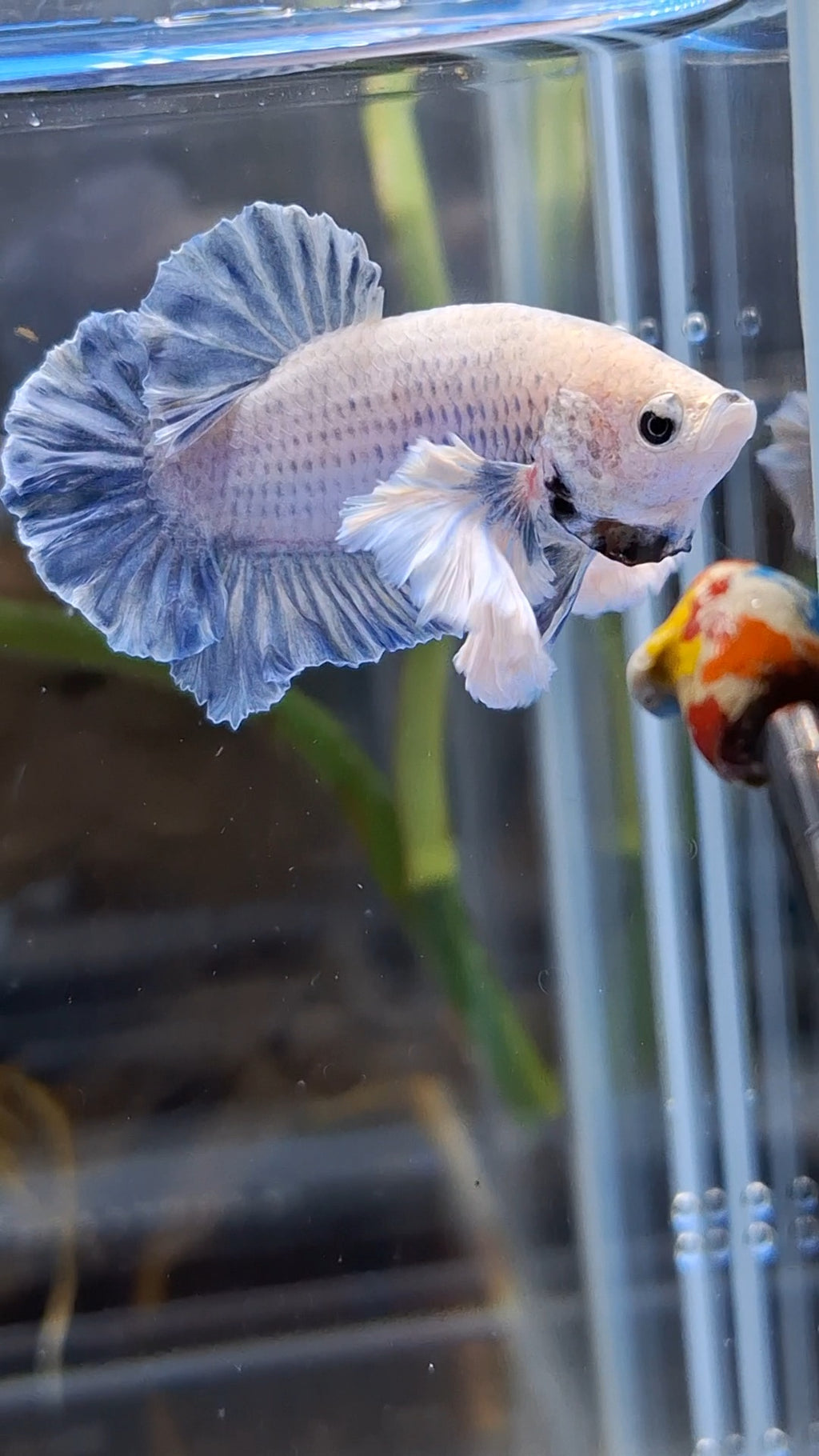 Rose Dumbo Ear Grizzle Plakat Betta Fish Male