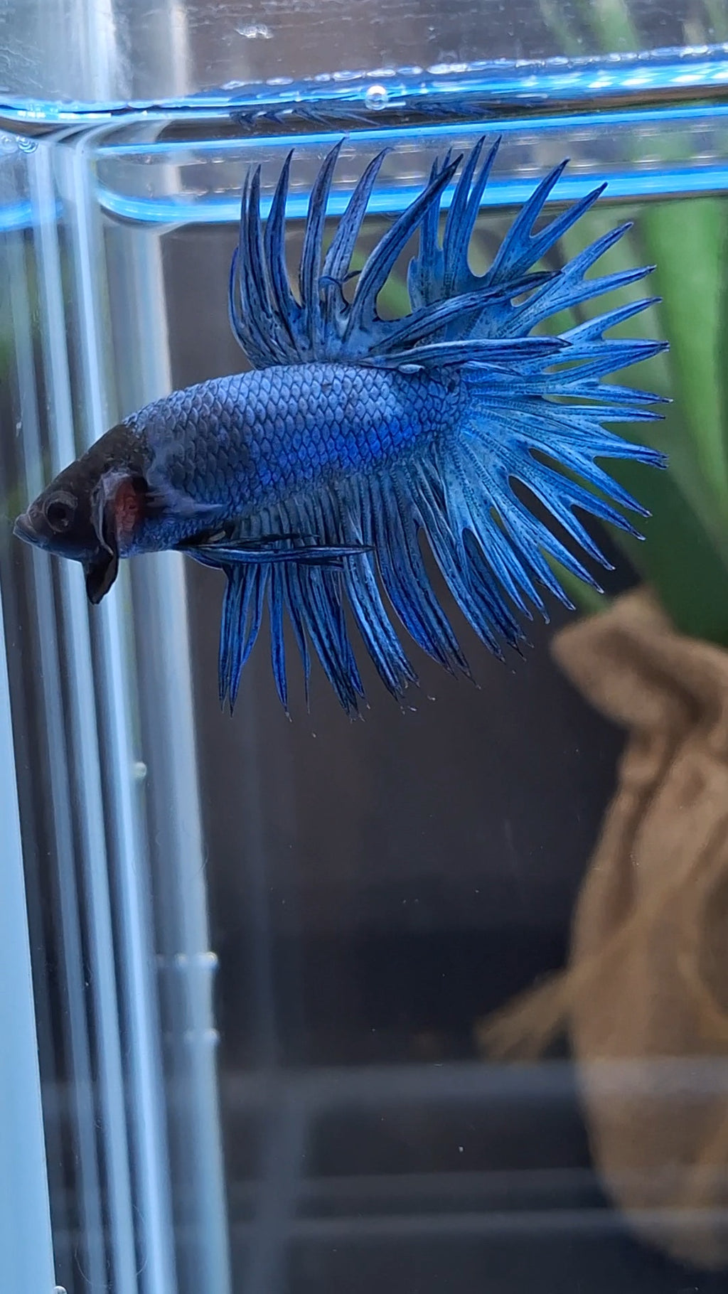 Crowntail Blue Betta Fish Male