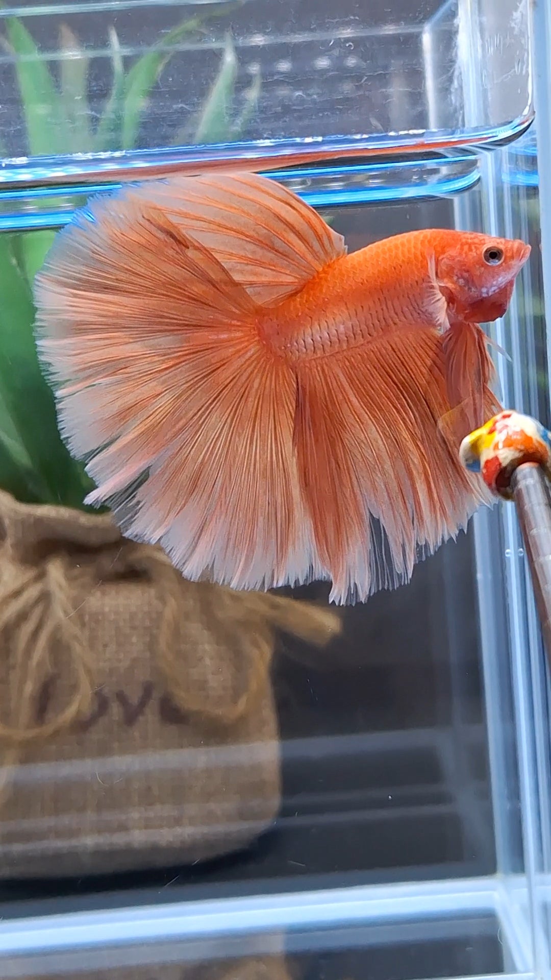 Over Halfmoon Orange Solid Premium Betta Fish Male