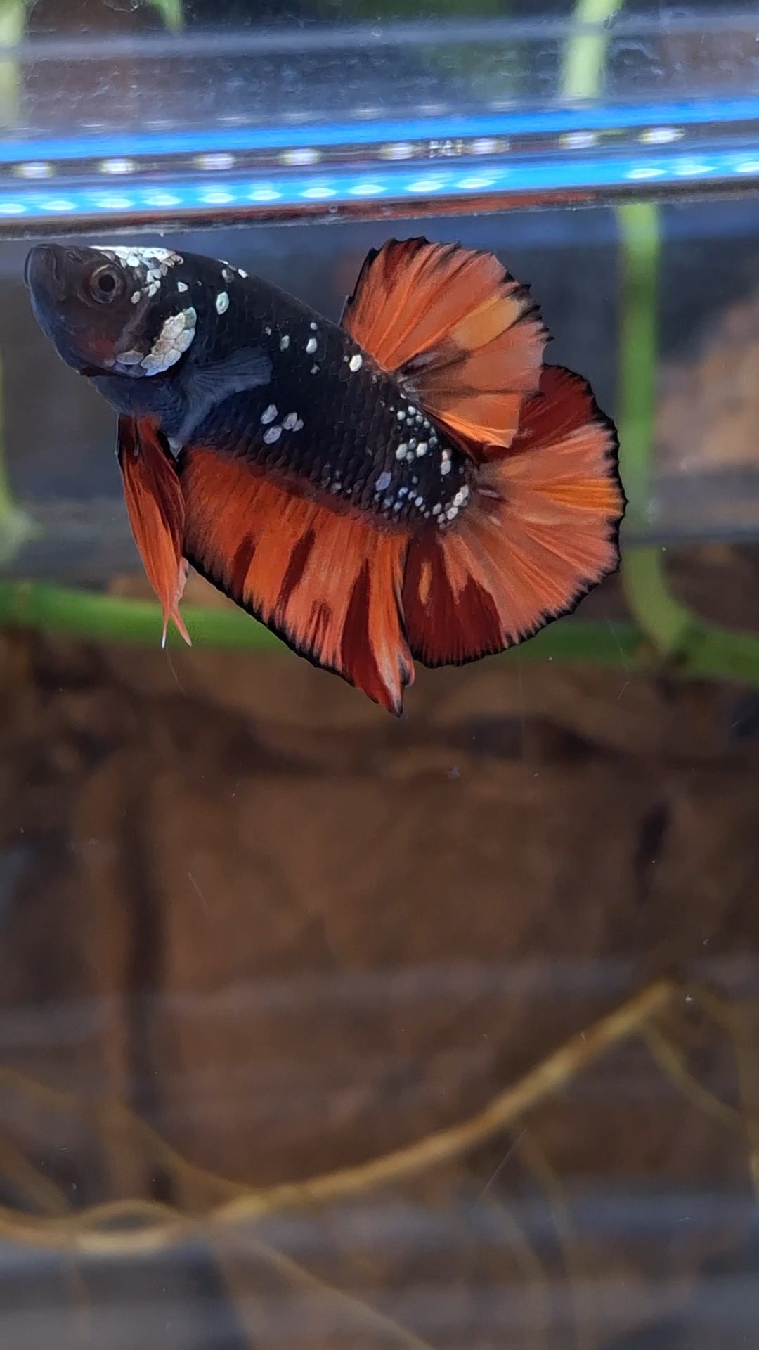 Avatar Nemo Copper Gold Black Variation Plakat HMPK Betta Fish Male