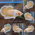 Gold Big Ear Butterfly Plakat Betta Fish Male