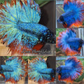 Luxury Halfmoon Nebula Avatar Blue Green Gold Betta Fish Male