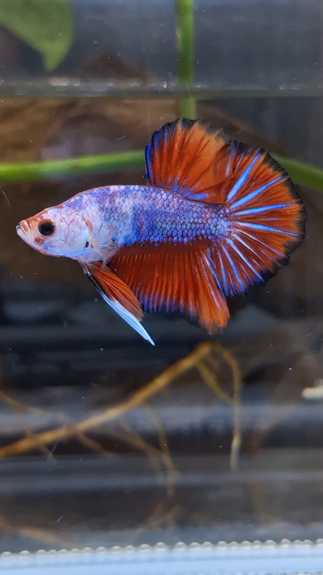 Fancy HMPK Betta Fish Male