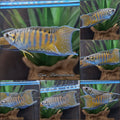 Macropodus opercularis exotic rare Fish