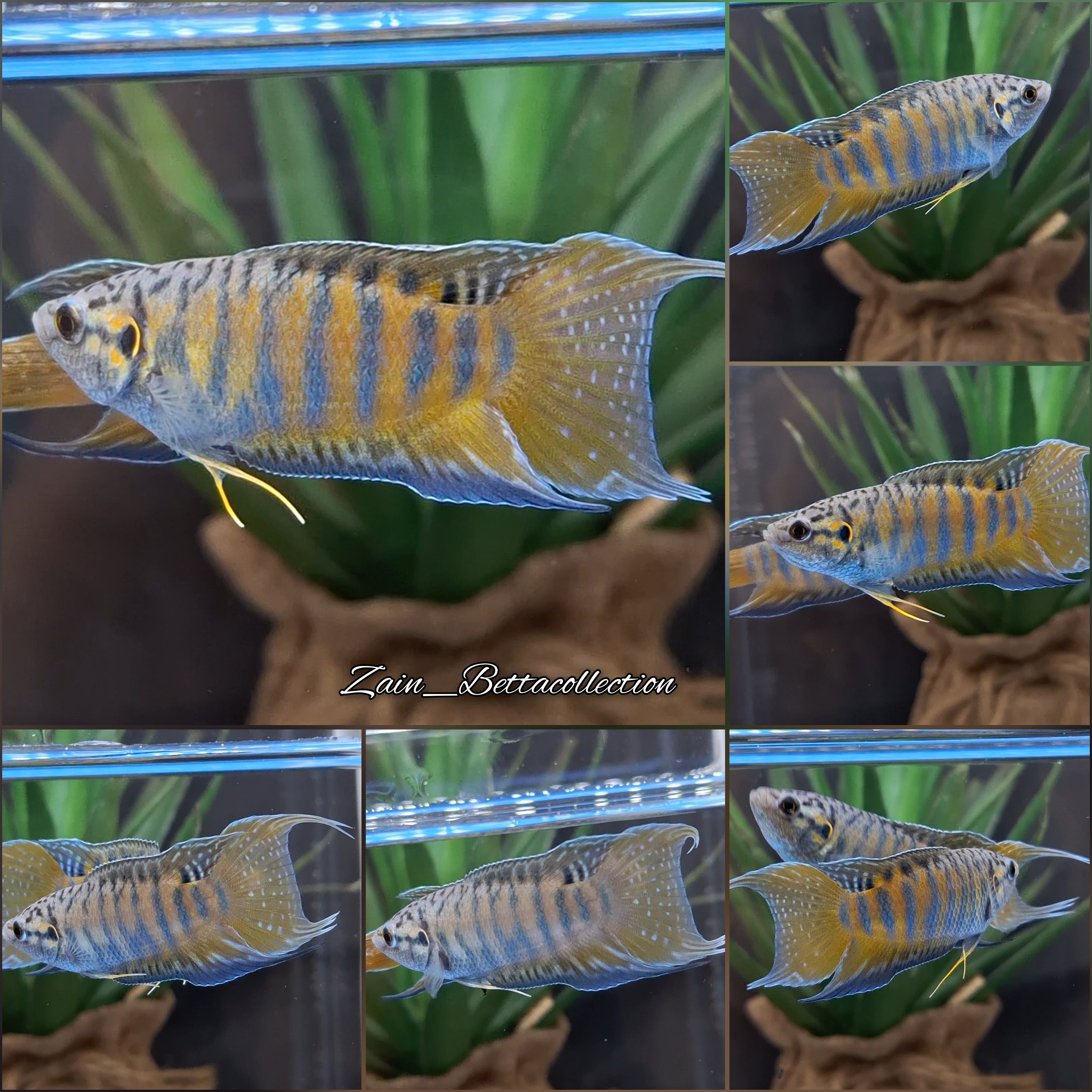 Macropodus opercularis exotic rare Fish