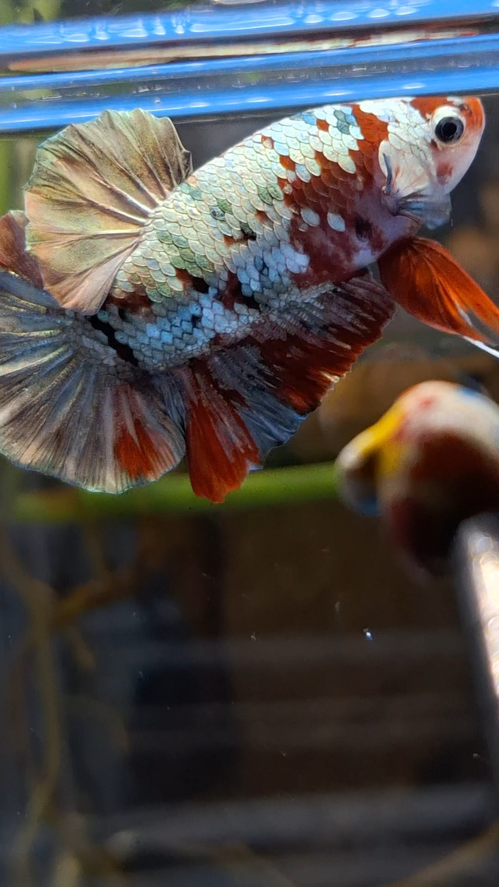 Red Koi Copper Gold Iron Man Plakat HMPK Betta Fish Male