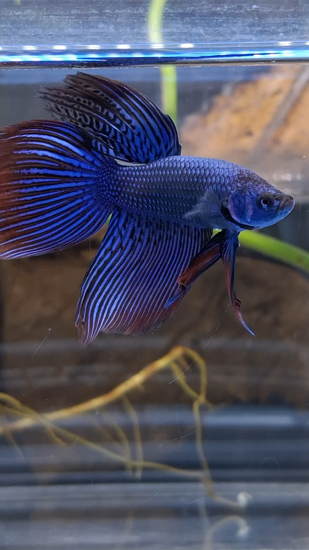 Alien Long Fins Blue Delta Tail Rare Wild Betta Fish Male