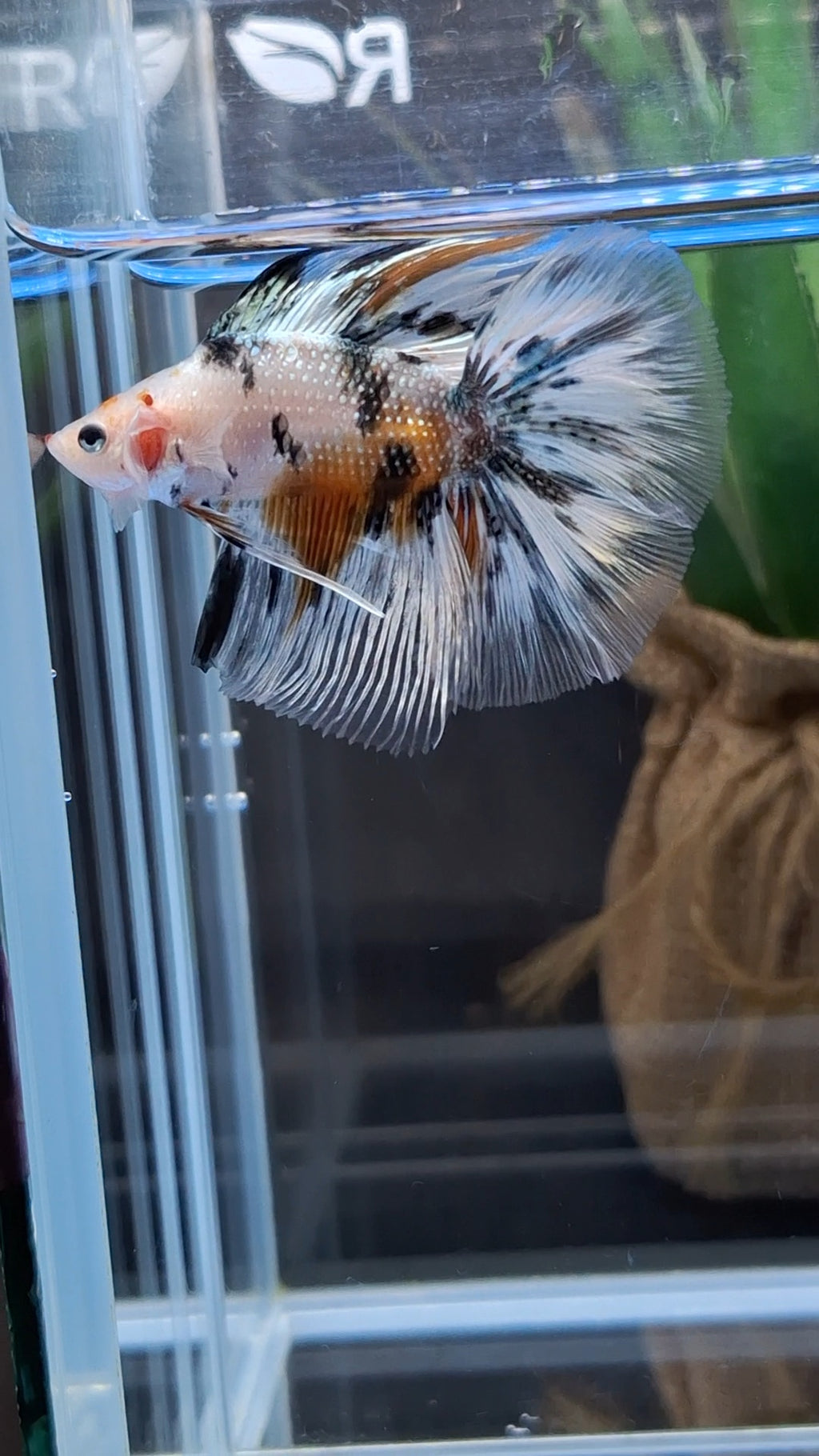 Halfmoon Double Tail Candy Copper Premium Betta Fish Male