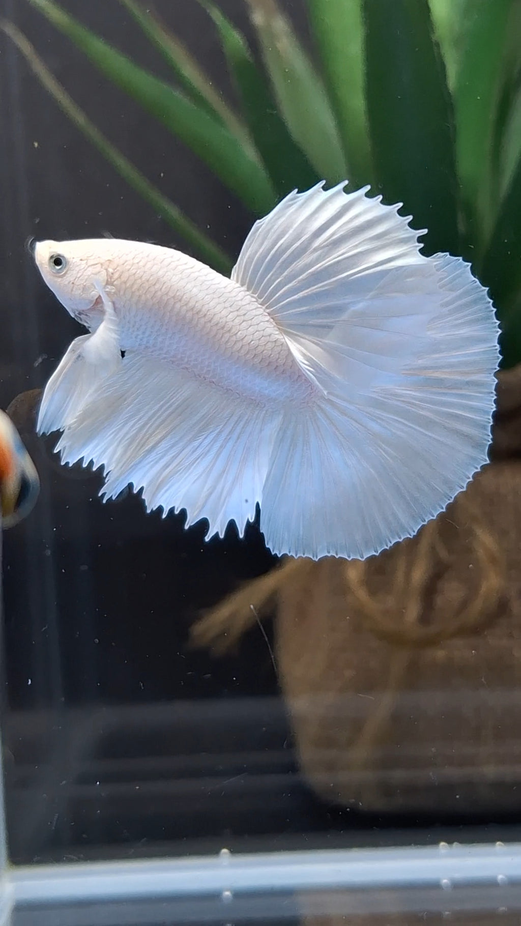 Halfmoon White Platinum Betta Fish Male