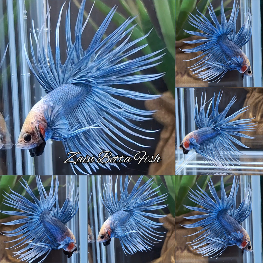 Crowntail Grizzle Betta Fish Male