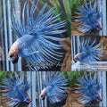 Crowntail Grizzle Betta Fish Male