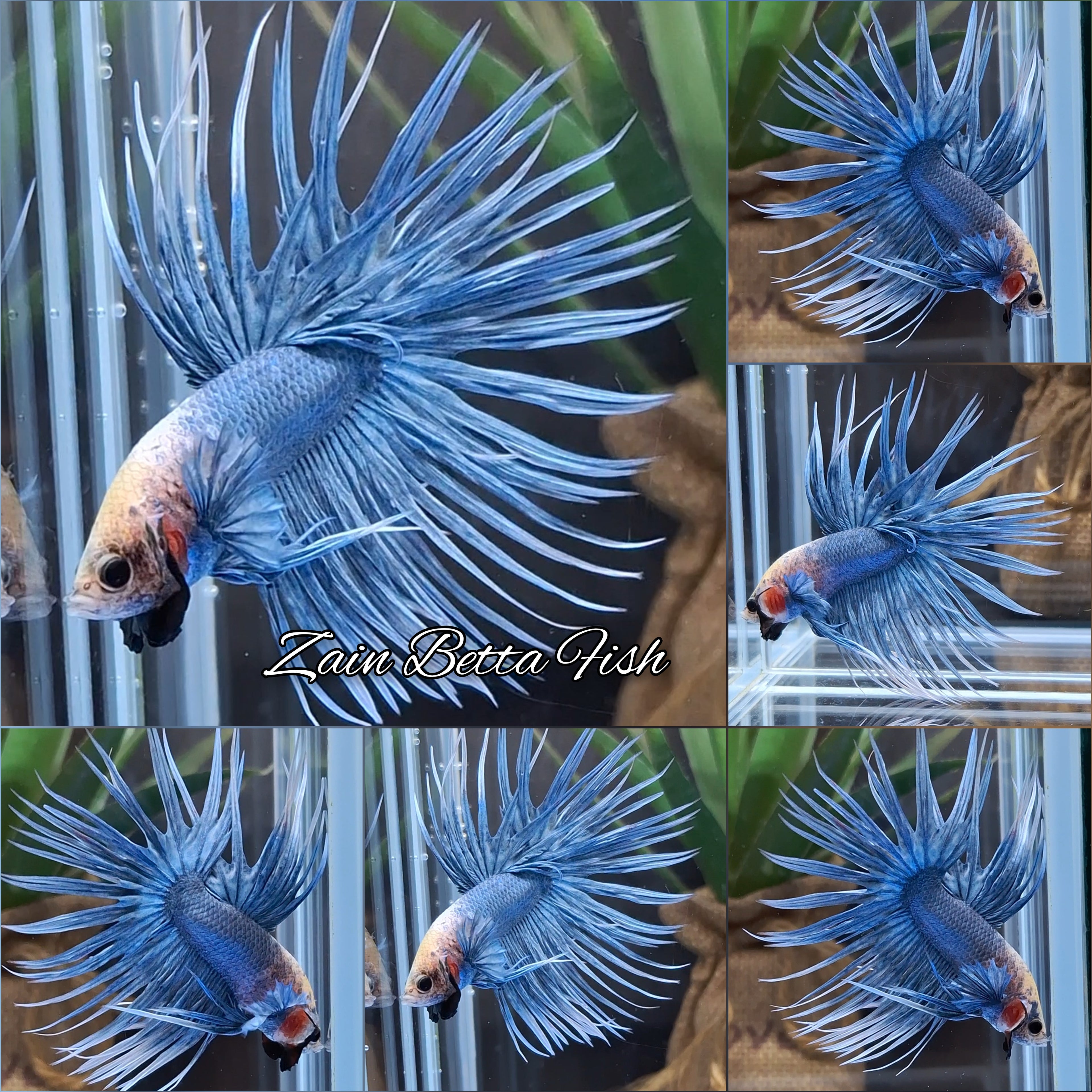 Crowntail Grizzle Betta Fish Male