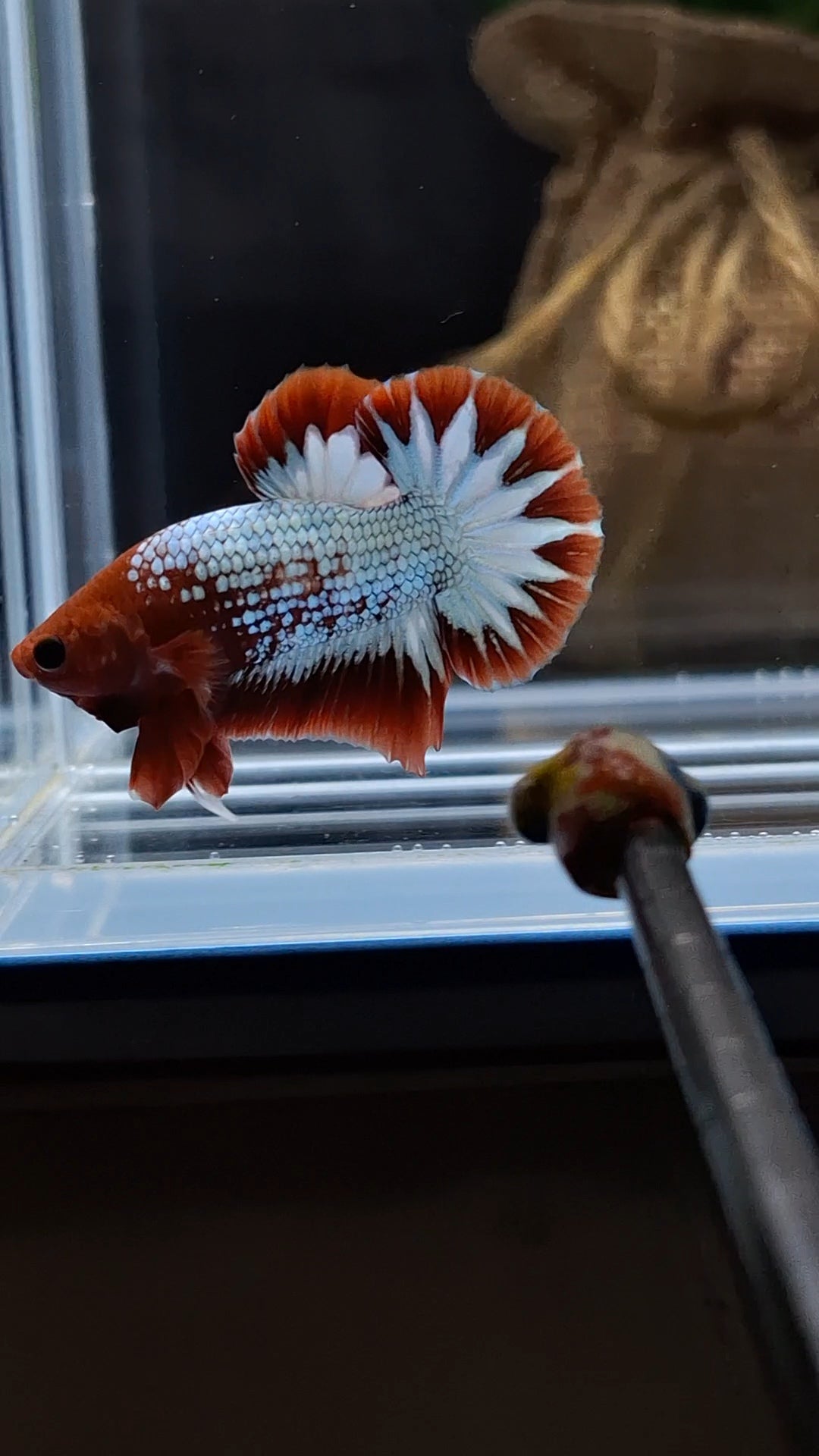 Red Fancy Copper FCCP Startail Plakat HMPK Betta Fish Male