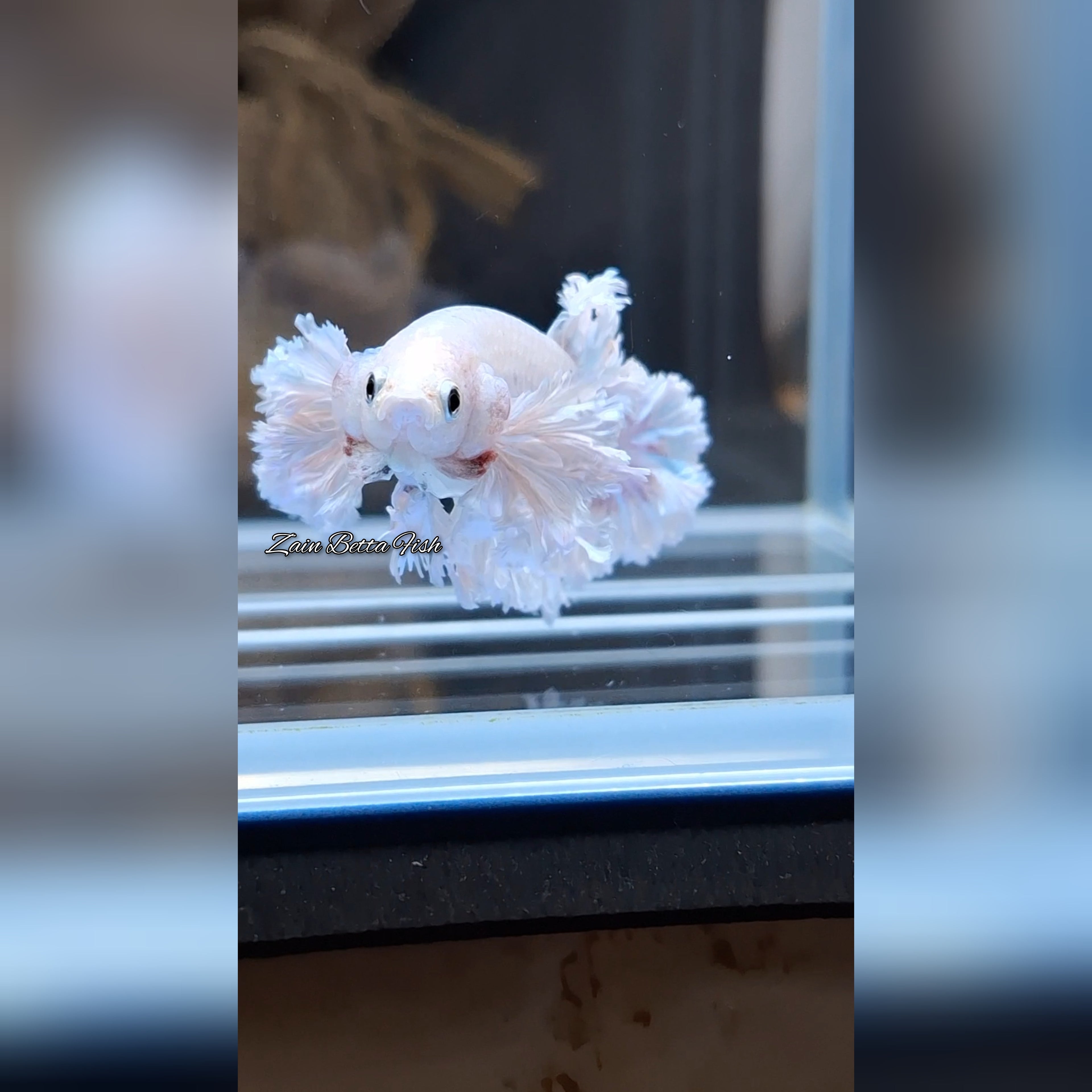 Premium King Feathertail Dumbo Rose Ear Betta Fish Female For Sorority / Breed