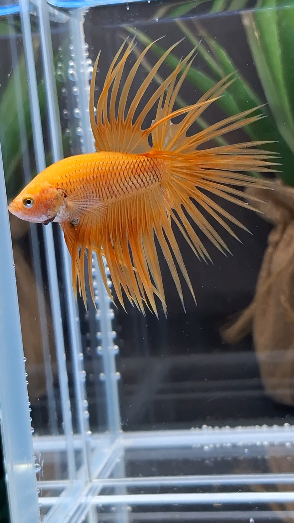 Crowntail Orange Pineapple Betta Fish Male