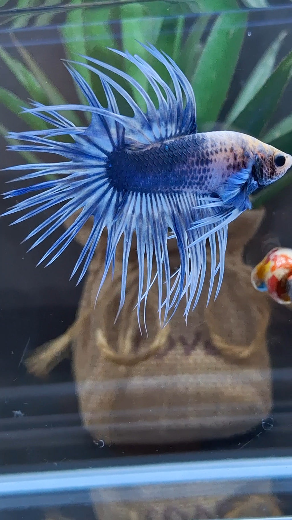 Crowntail Grizzle Betta Fish Male