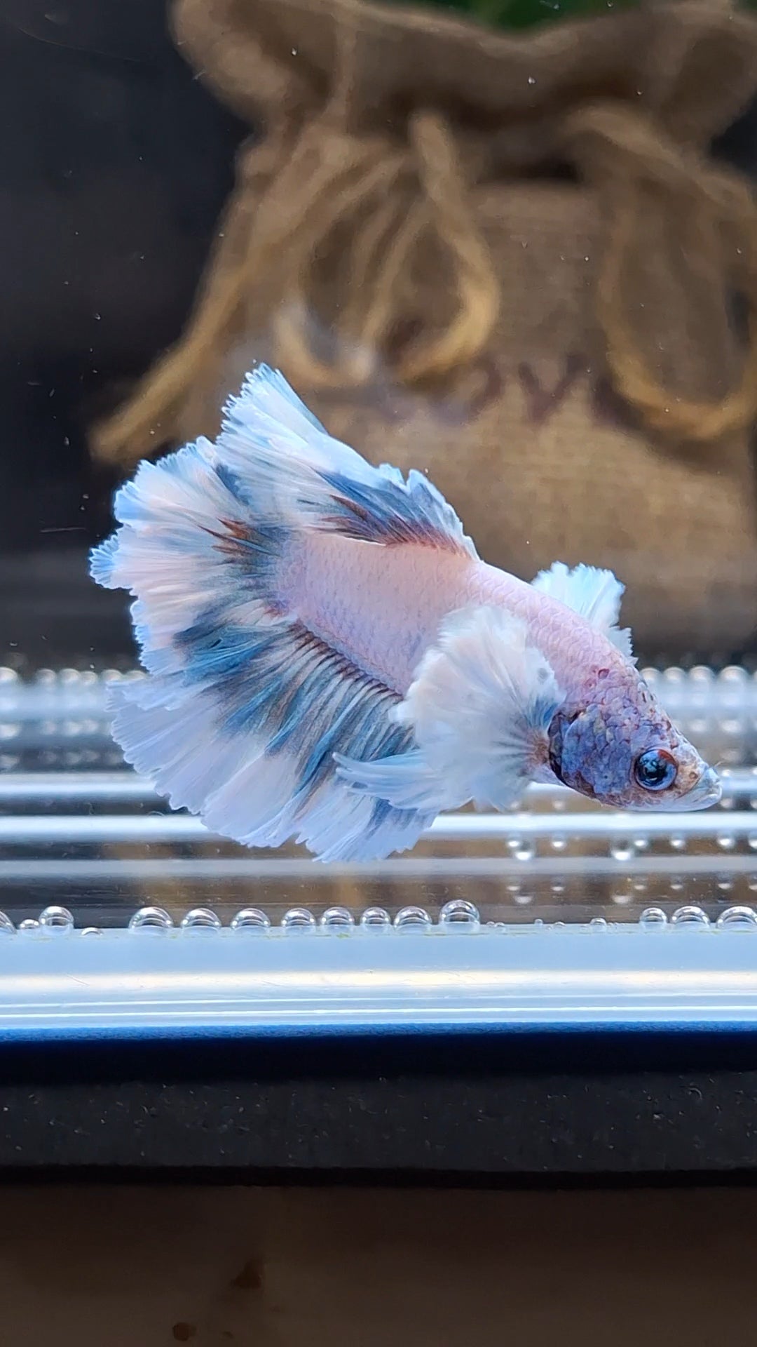 Junior King Feathertail Dumbo Ear Blue Sky Betta Fish Male