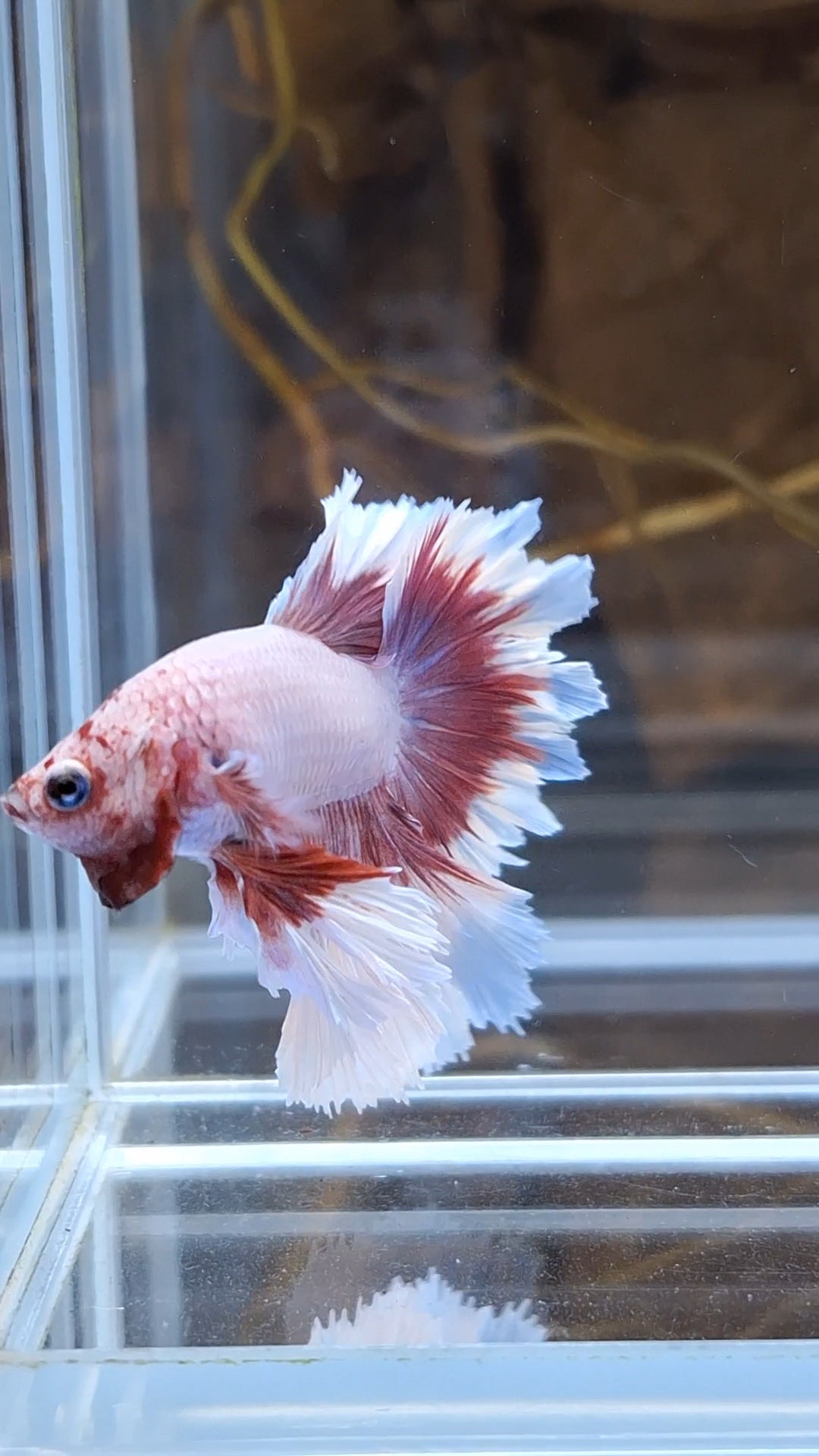 King Feathertail Pink Purple Butterfly Betta Fish Male