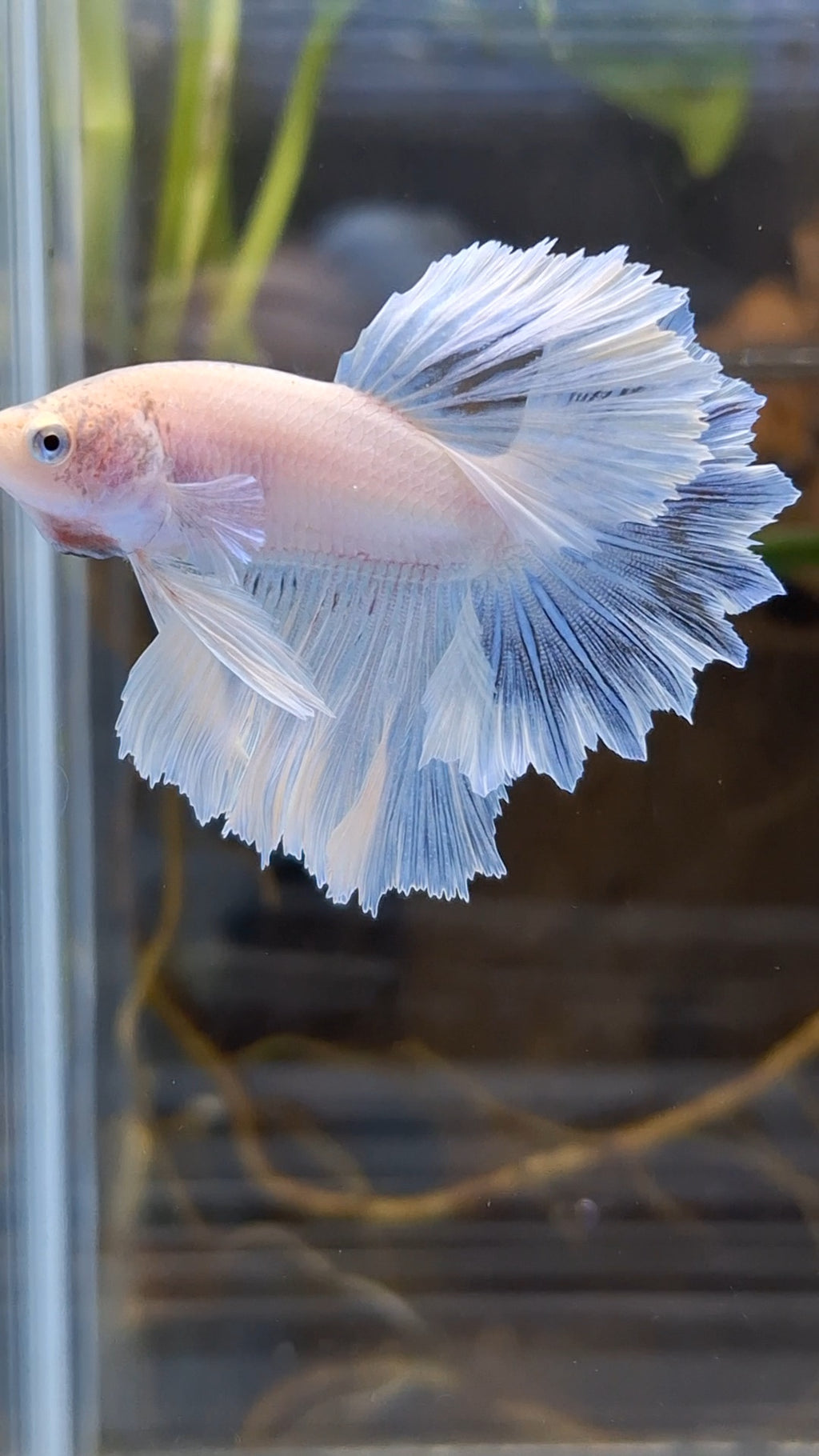 Junior Halfmoon Feathertail White Unicorn Betta Fish Male
