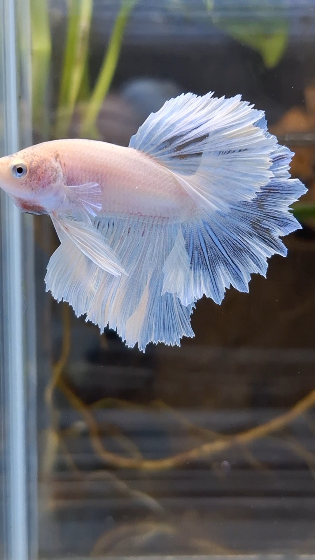 Junior Halfmoon Feathertail White Unicorn Betta Fish Male