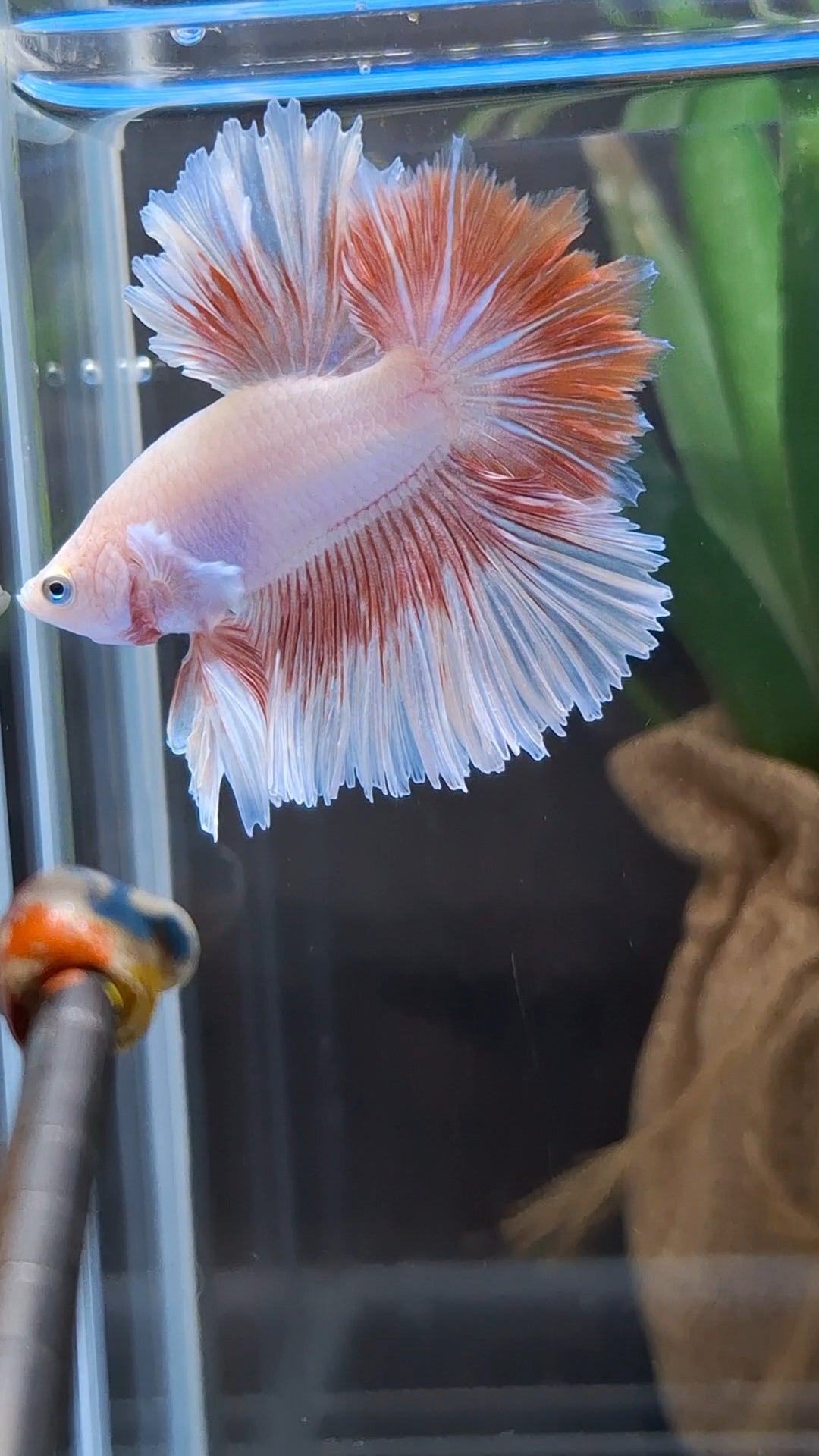 Feathertail Pink Butterfly Betta Fish Male