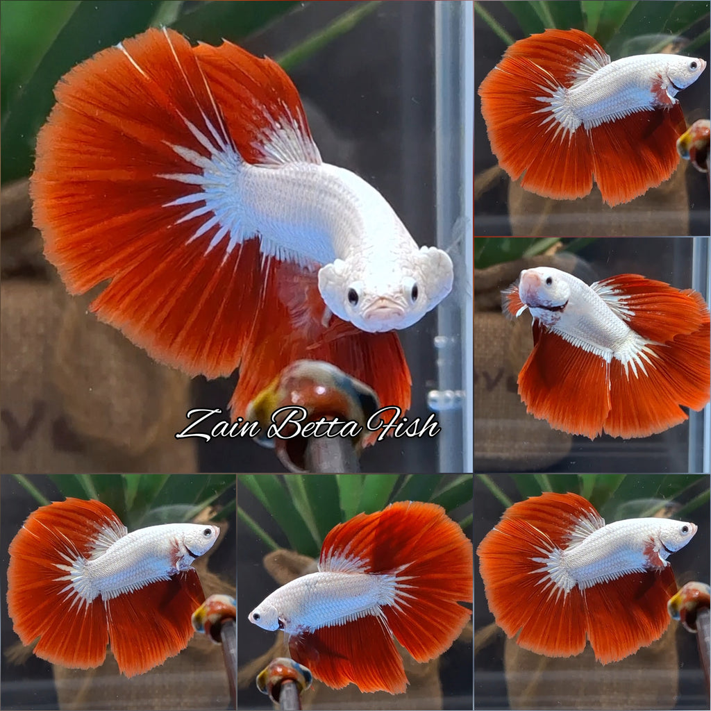 Halfmoon Red Dragon Betta Fish Male