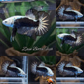 Samurai Plakat HMPK Betta Fish Male