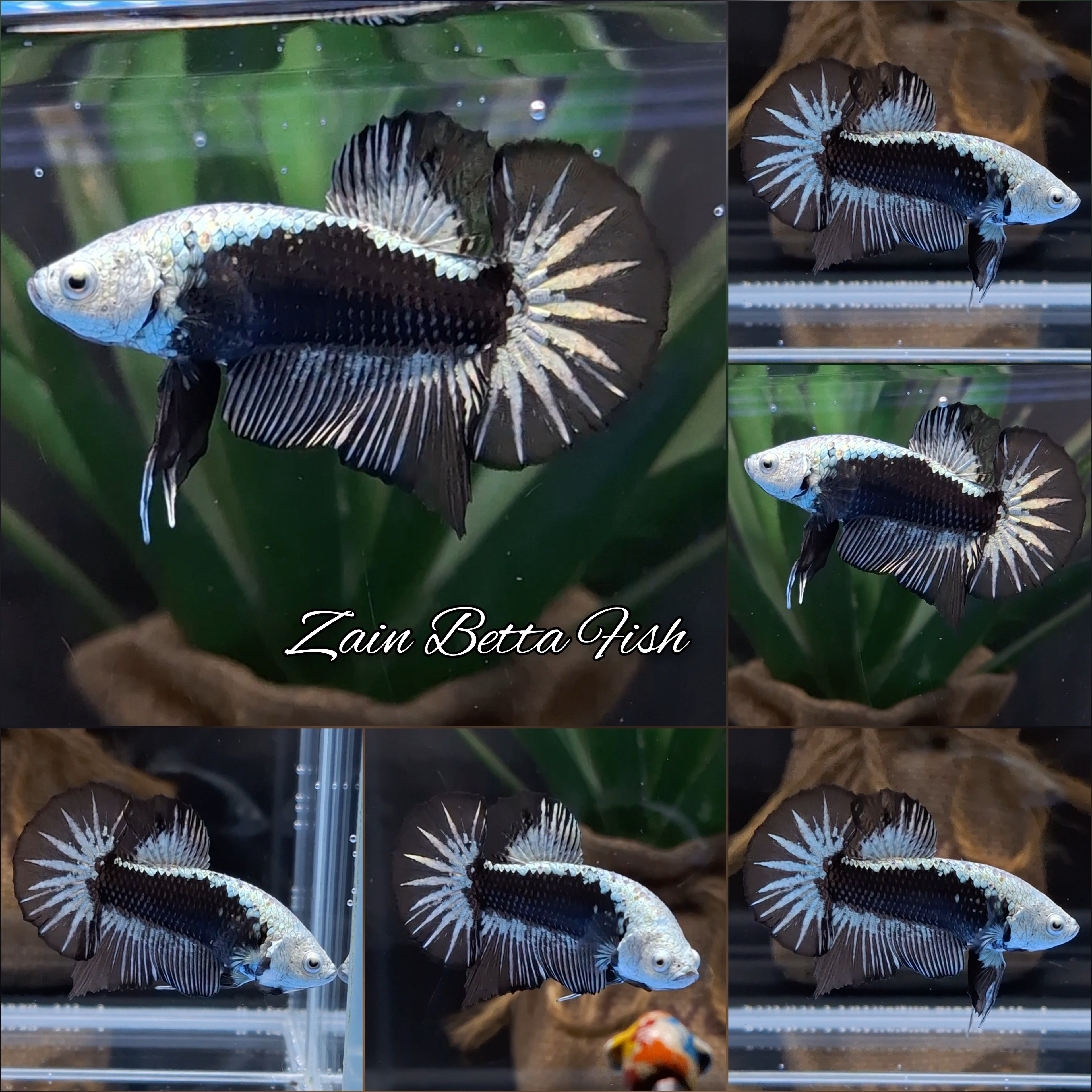Samurai Plakat HMPK Betta Fish Male