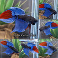 Veiltail Black Series Avatar Tricolor Rare Betta Fish Male