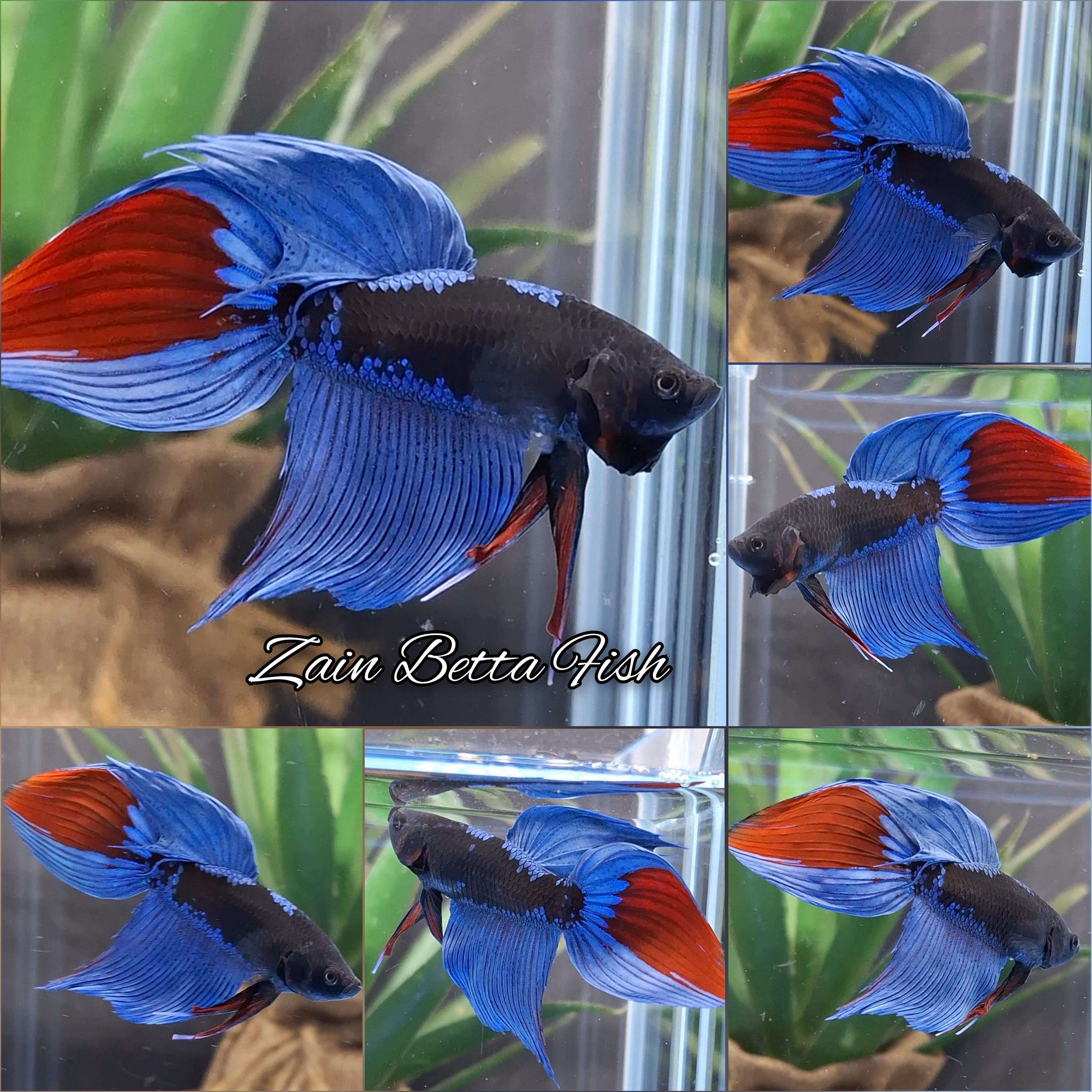 Veiltail Black Series Avatar Tricolor Rare Betta Fish Male