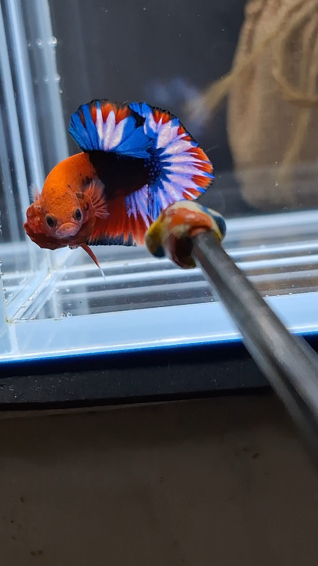 Fancy Hellboy Plakat HMPK Betta Fish Male