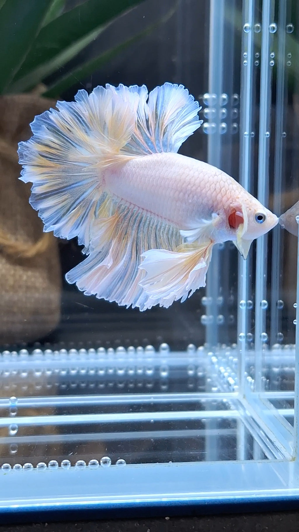 King Feathertail Unicorn Betta Fish Male