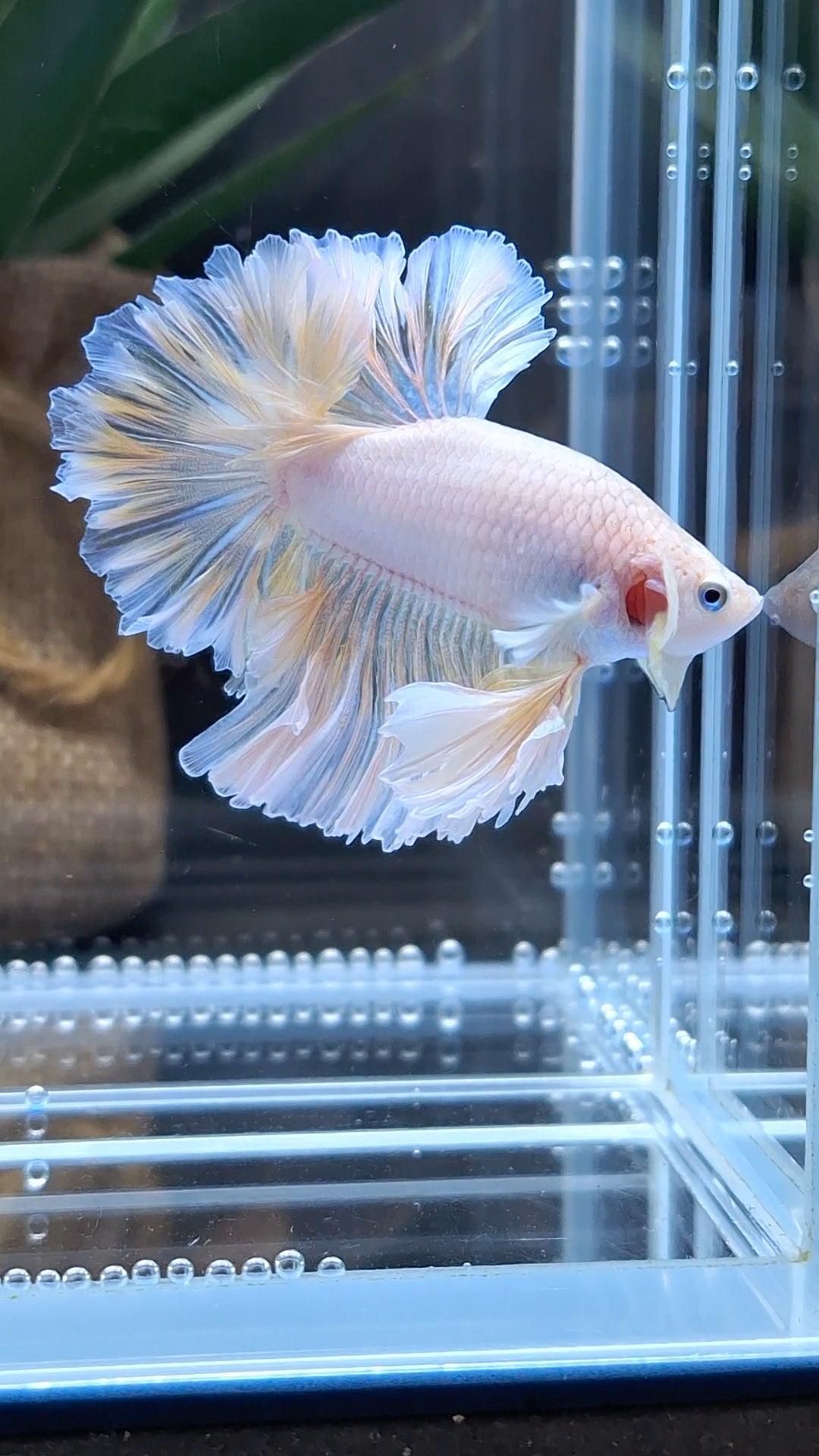 King Feathertail Unicorn Betta Fish Male