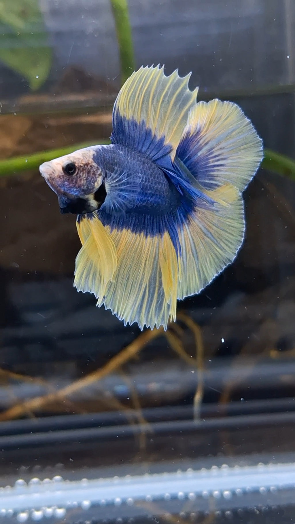 Halfmoon Double Tail Mascot Blue With Yellow Betta Fish Male