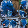 Feathertail Super Dumbo Ear Blue Turquoise Butterfly Betta Fish Male