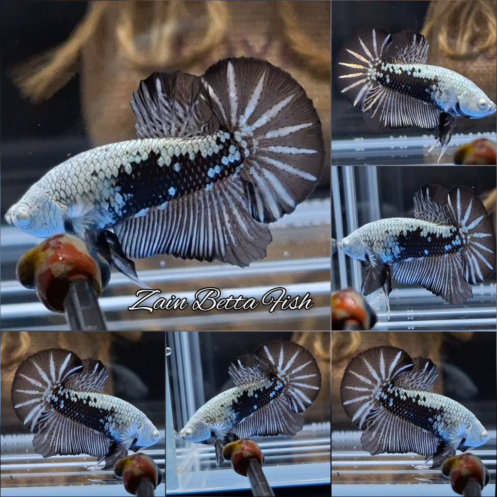 Samurai Plakat HMPK Betta Fish Male