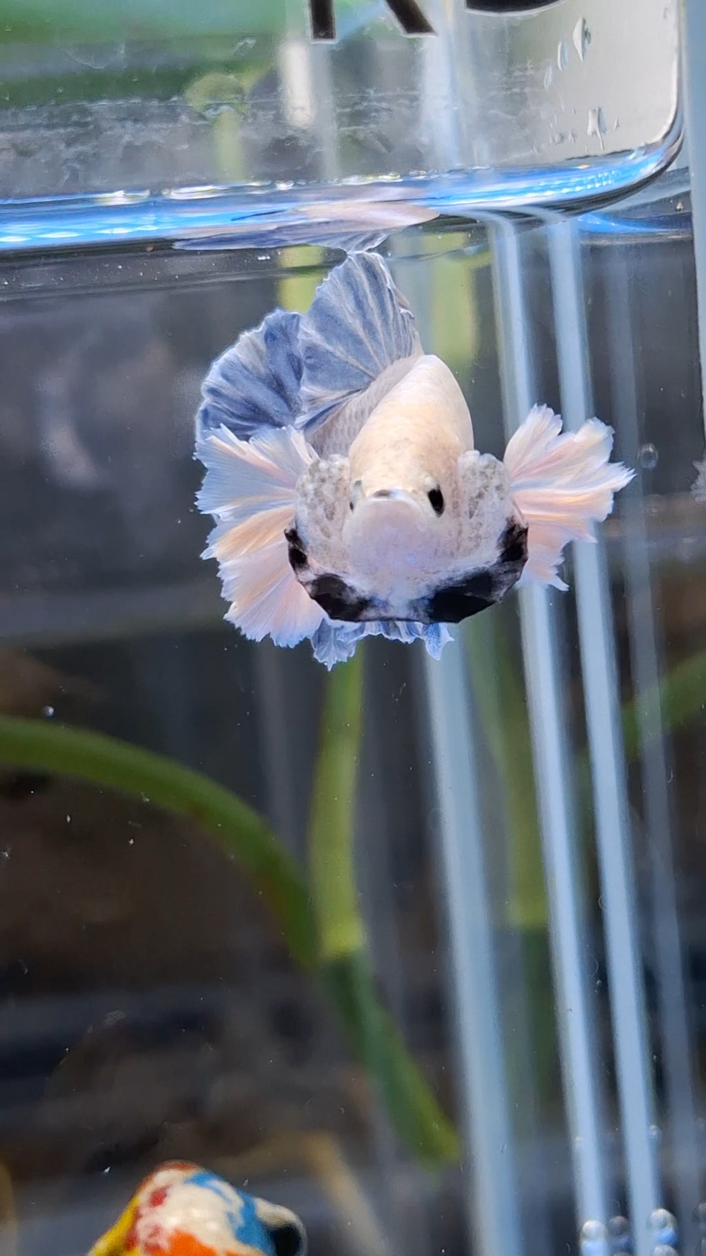 Rose Dumbo Ear Grizzle Plakat Betta Fish Male