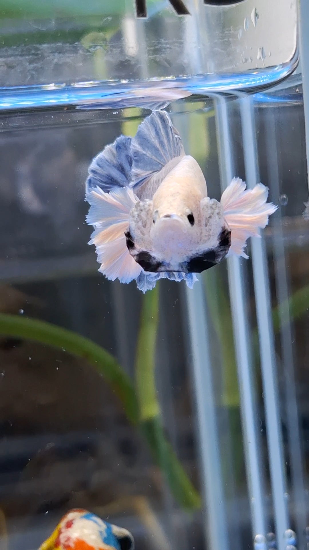 Rose Dumbo Ear Grizzle Plakat Betta Fish Male