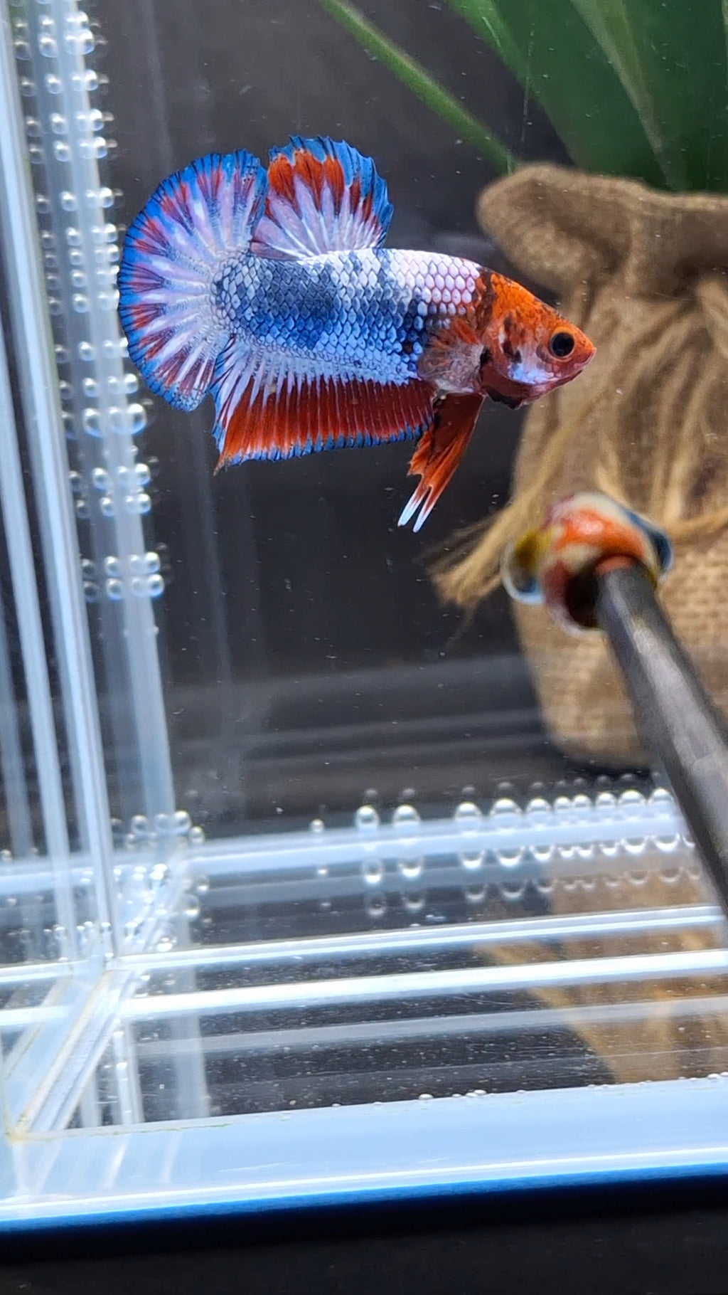 Fancy White Scale Plakat HMPK Betta Fish Male