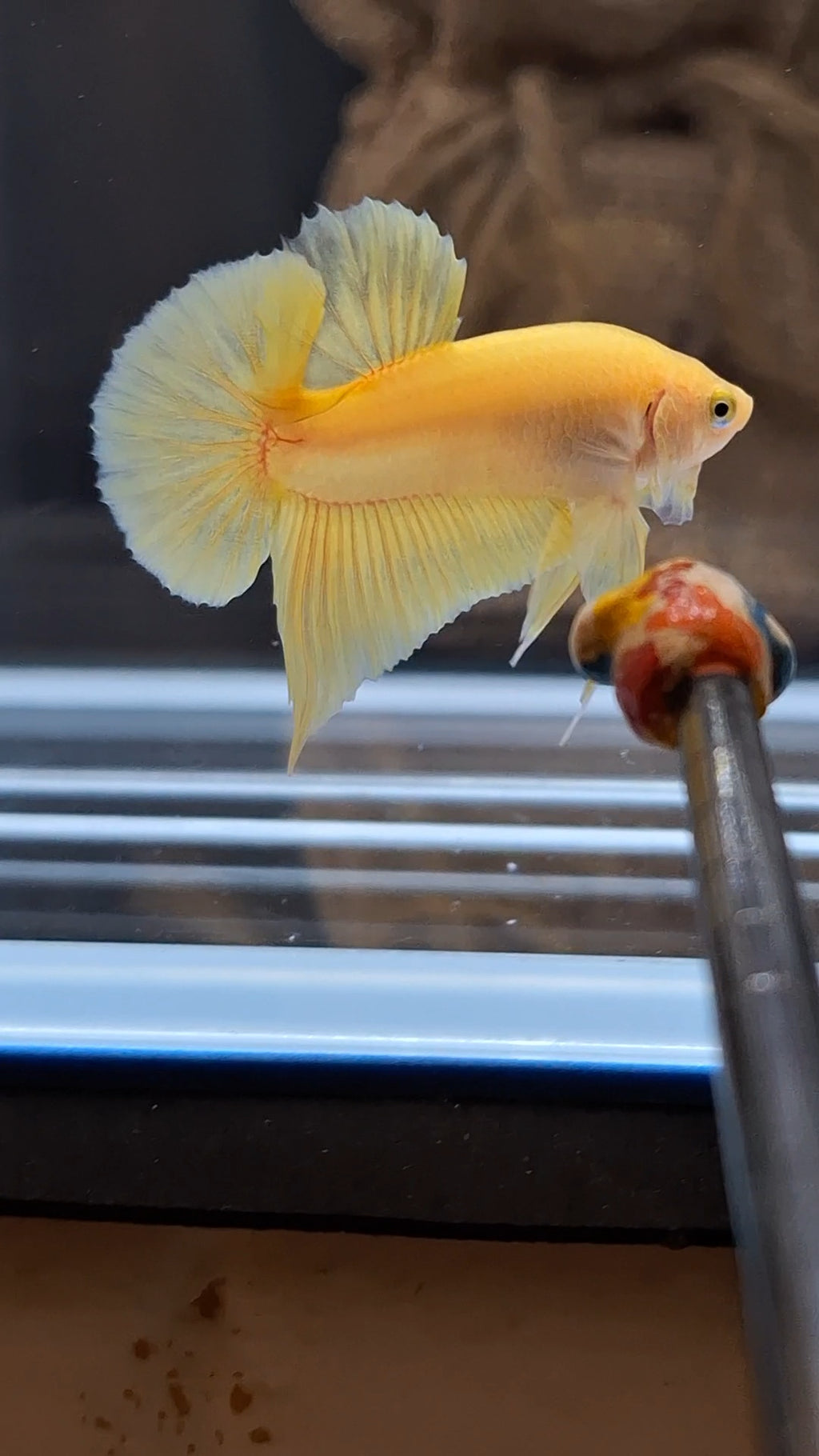 Junior Yellow Solid Color Plakat HMPK Betta Fish Male