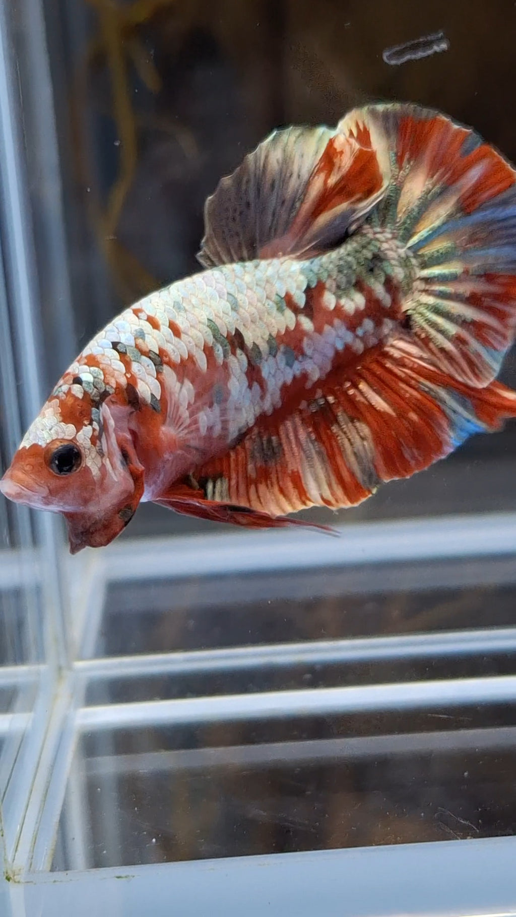 Red Koi Copper Gold Iron Man Plakat HMPK Betta Fish Male