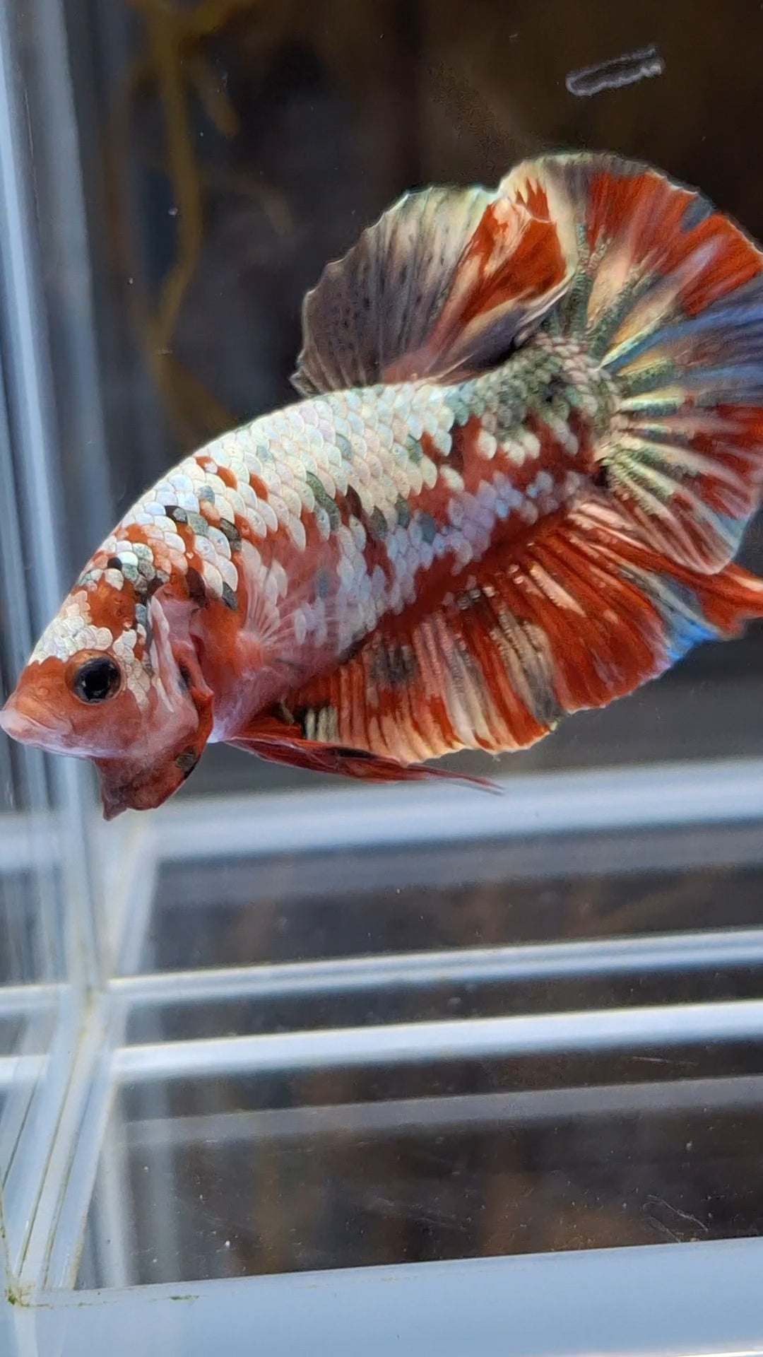 Red Koi Copper Gold Iron Man Plakat HMPK Betta Fish Male