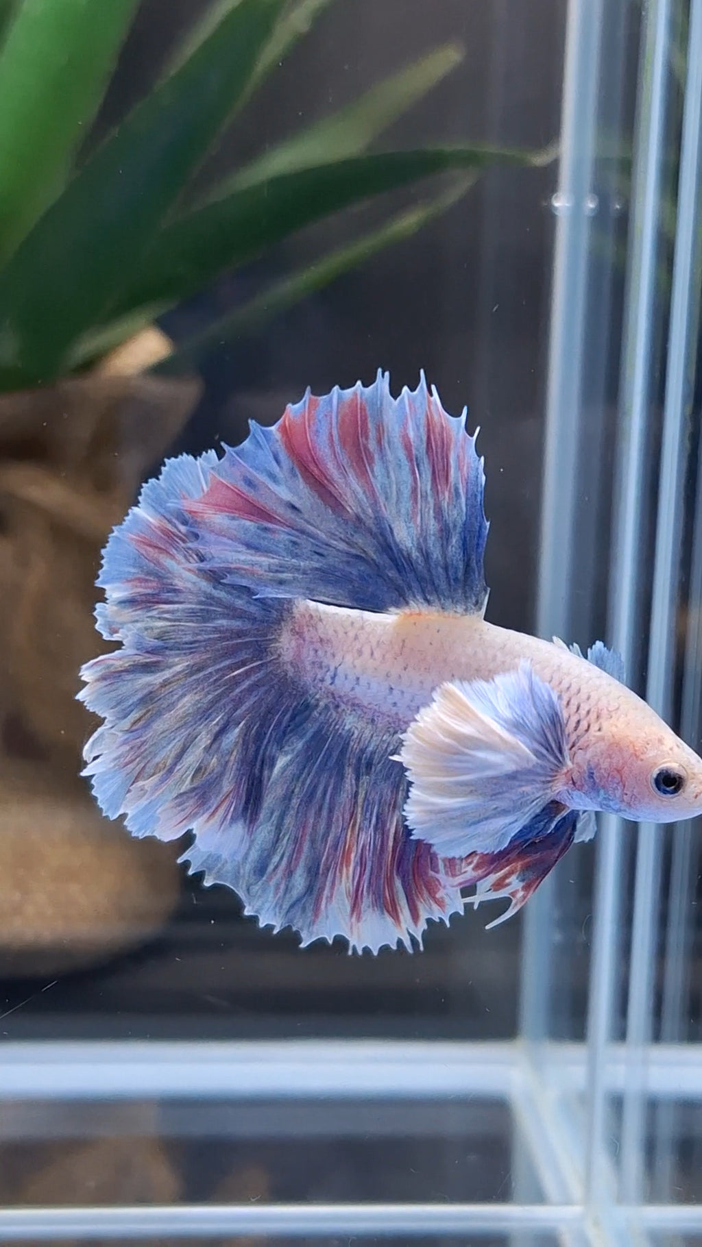 Dumbo Ear Halfmoon Rosetail Blue Sky Purple Wash Betta Fish Male
